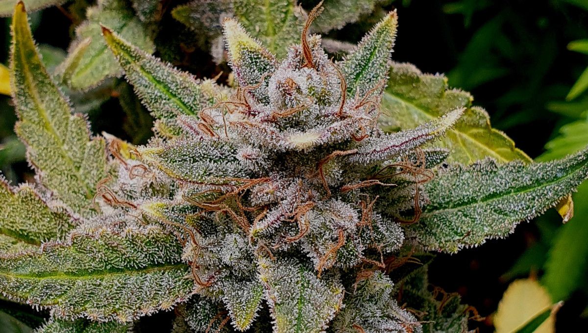 Cherry Cola Auto: ดอกสุกเต็มที่