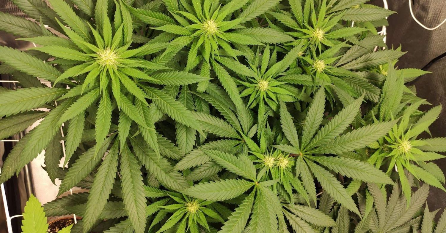 Durban poison week-by-week: week 5 and 6