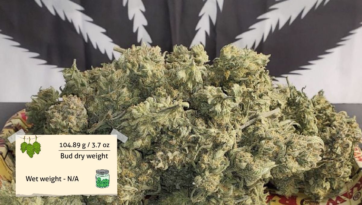 Forbidden Runtz Auto 대마 스트레인 주차별 가이드: FastBuds 자석과 함께한 트레이 위의 건조 대마 플라워