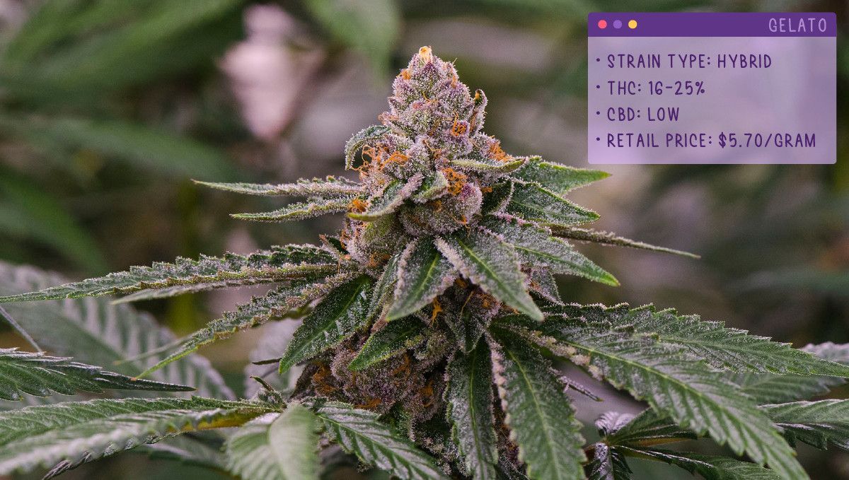 22 Beste Weed Sorten zum Probieren 2022: Gelato