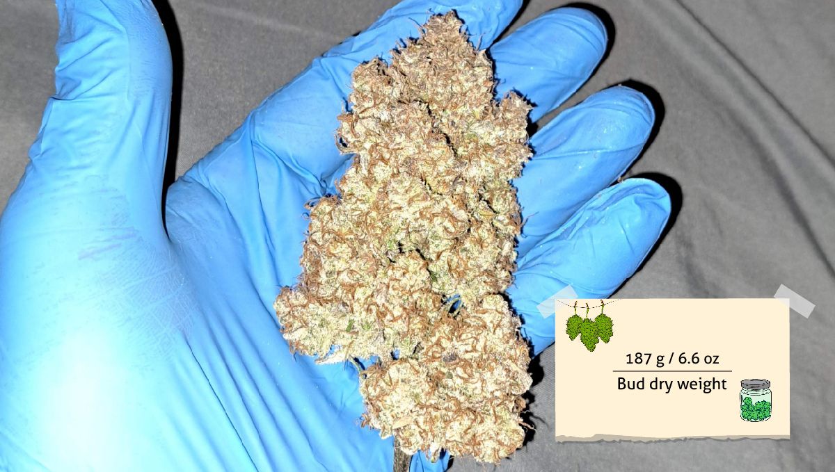 Strawberry Gorilla Auto Cannabissorte: Ertrag | Eine gro&szlig;e, getrocknete und fermentierte Autoflower-Knospe