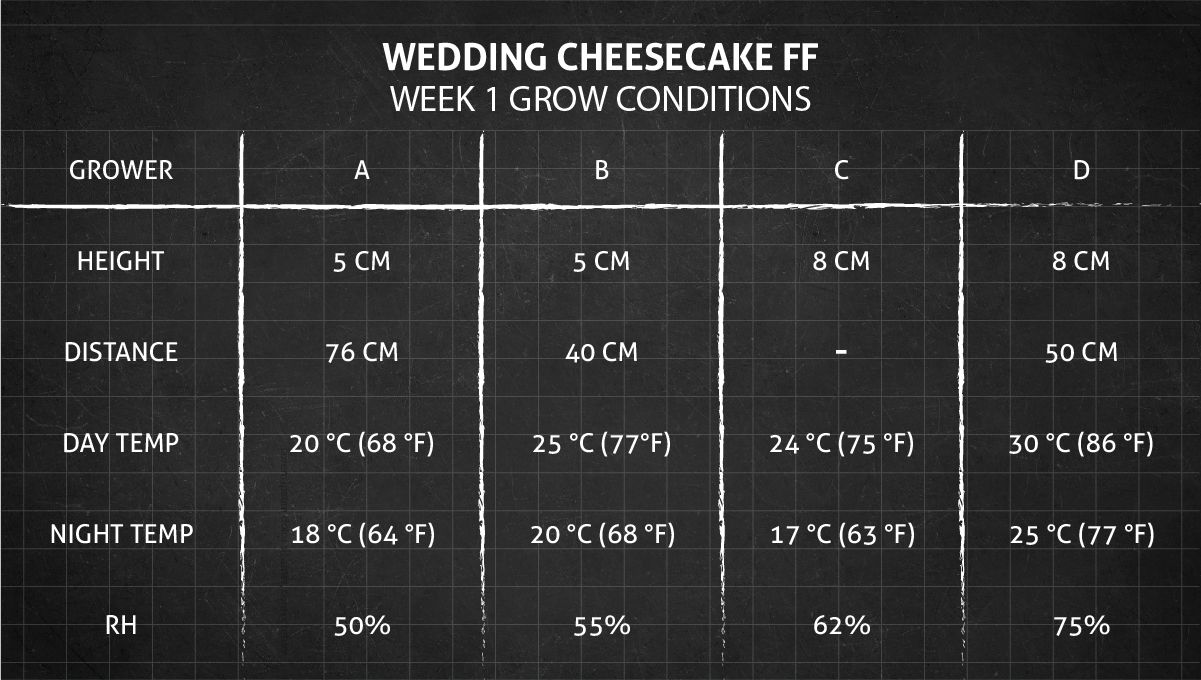 Wedding Cheesecake FF cannabis strain: week 1 grow conditions