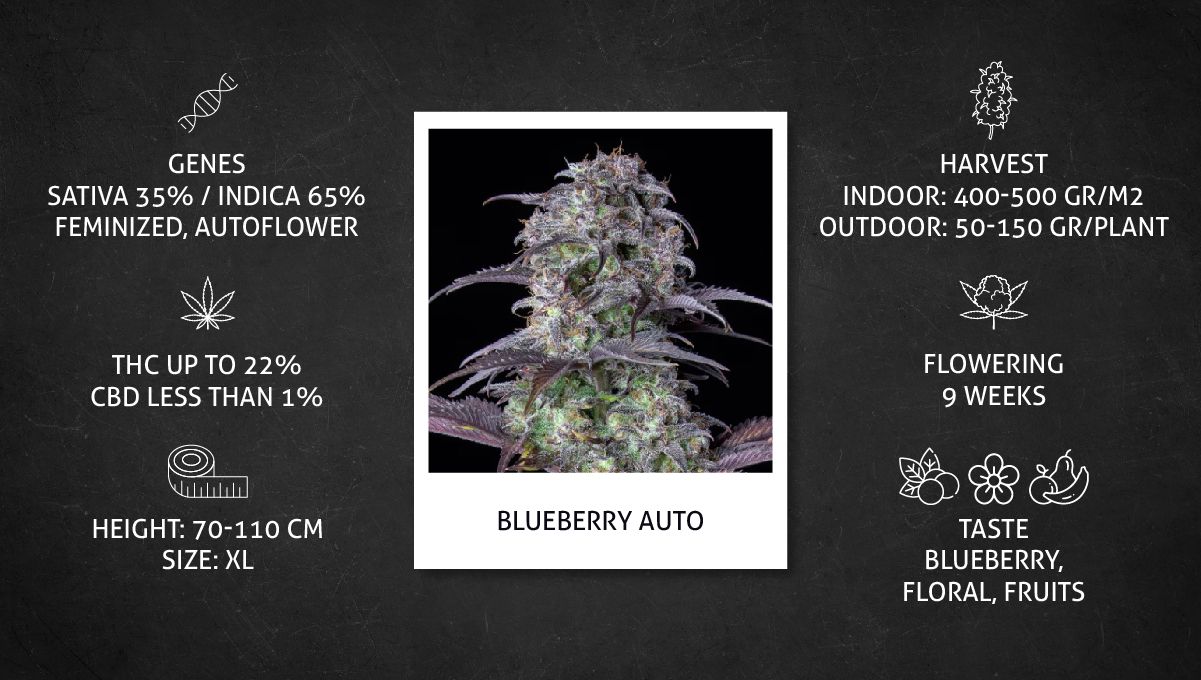 Blueberry Auto Cannabis Strain specs sheet