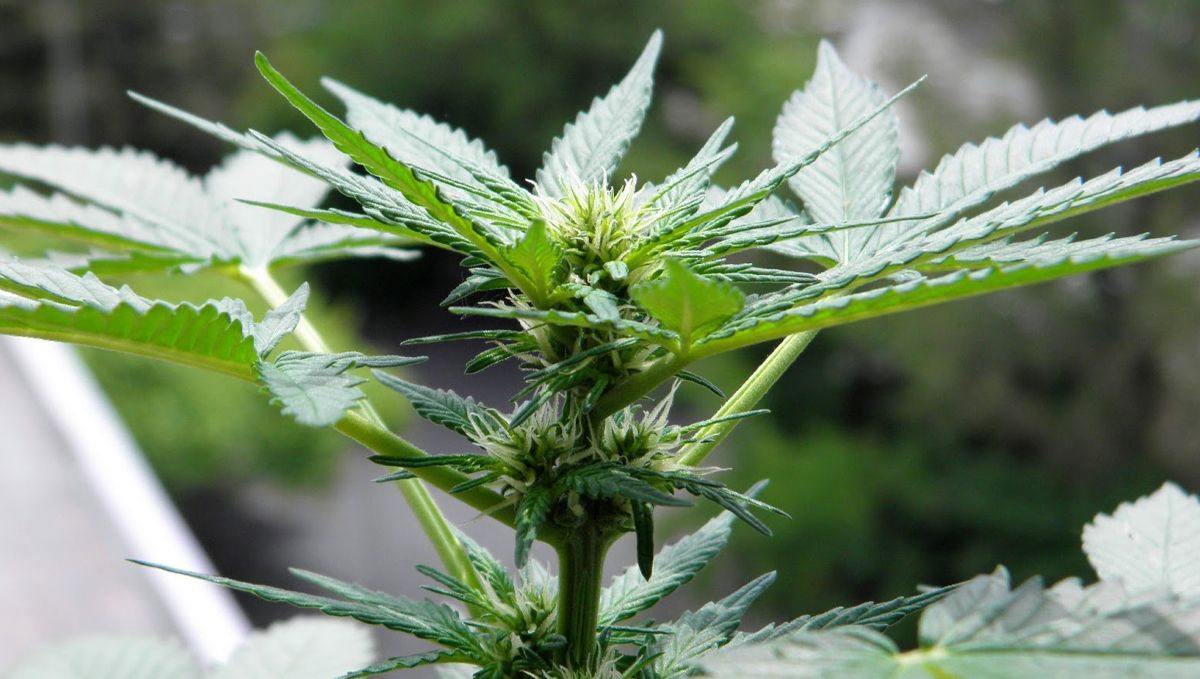 Lõplik juhend autoflower kanepi kasvatamiseks: Temperatuur ja niiskus