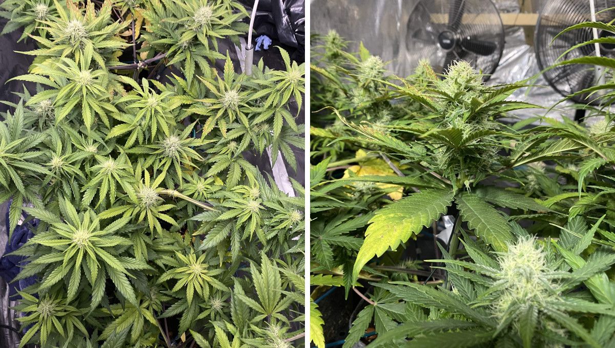 Tangie Auto cannabis strain: early flower | week 7
