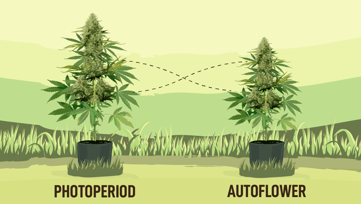 Fast Buds lancerer ny Fast Flowering serie: Opdagelsen af Fast Flowering Genetik