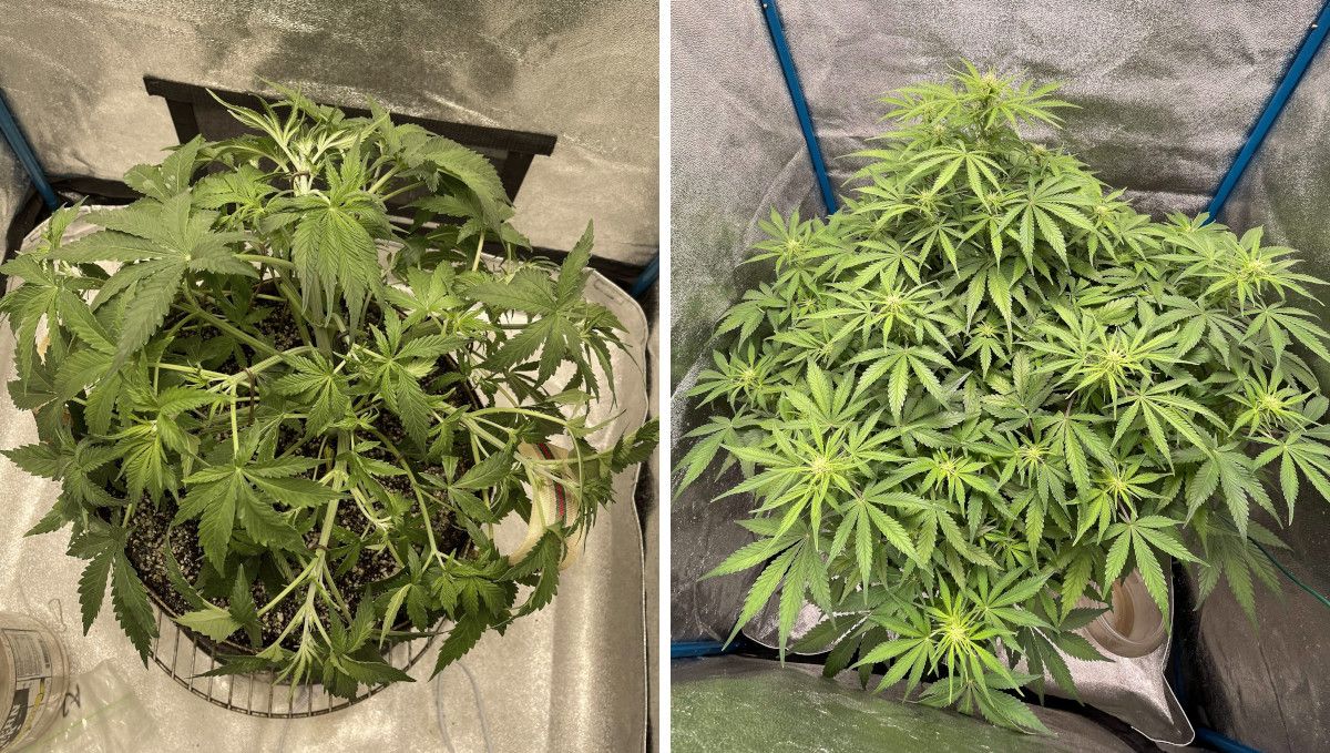 Amnesia Z Auto cannabis strain: transition (pre-flower) | week 5 | a plant trained in late veg and the same plant starting to bud