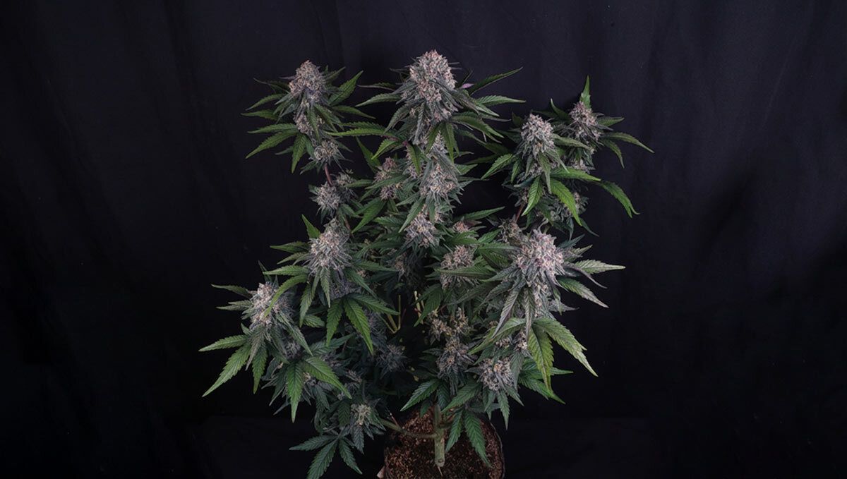 lemon cherry sundae