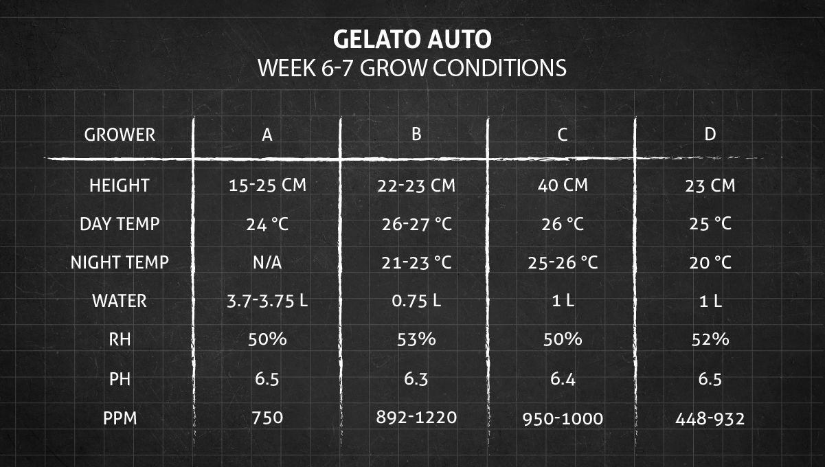 Gelato Auto Cannabis Strain Week-by-Week Guide: Grow conditions in weeks 6-7
