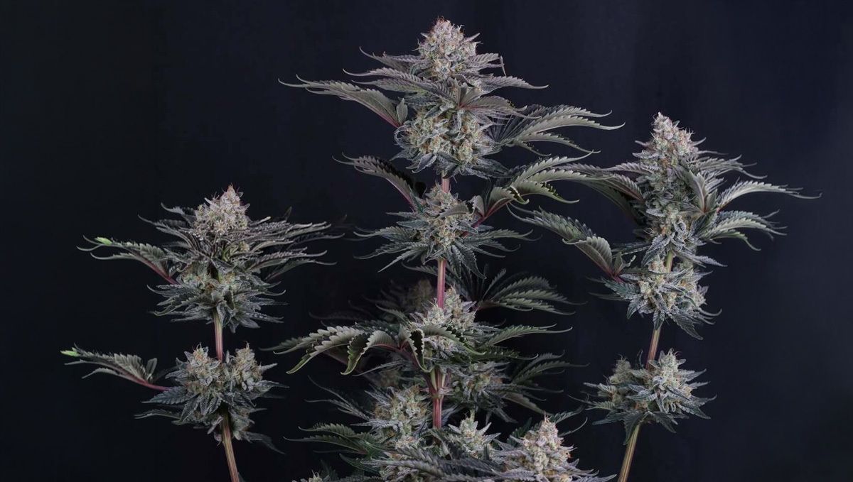 Mendo frost