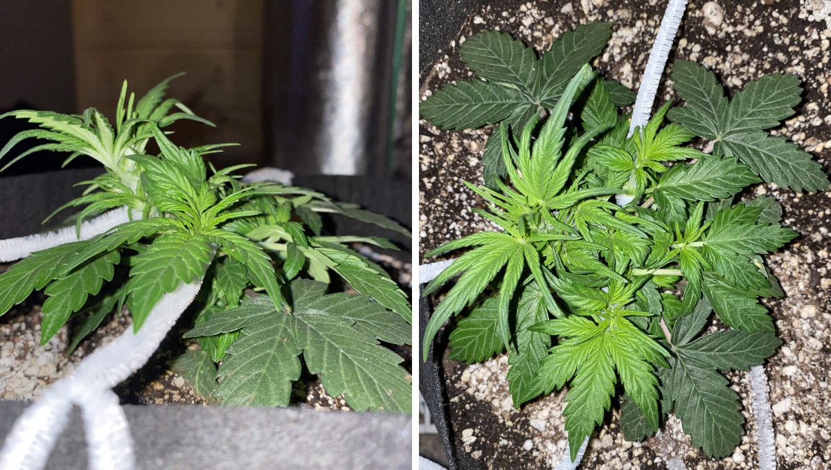 Skunk Auto Cannabis Strain Week-by-Week Guide: A side view and a top view of a small weed plant trained witha tie-down method