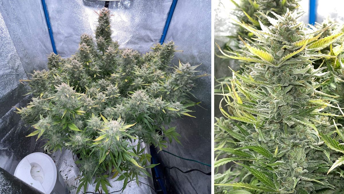Amnesia Z Auto cannabis strain: ripening and harvest | weeks 10 | a big indoor autoflower and its huge dense cola before the harvest