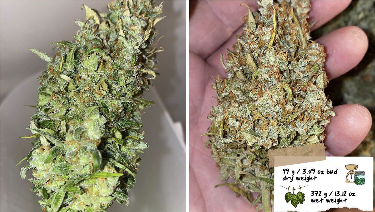 Skunk Auto Cannabis Strain Week-by-Week Guide: A roughly trimmed marijuana bud before and after drying