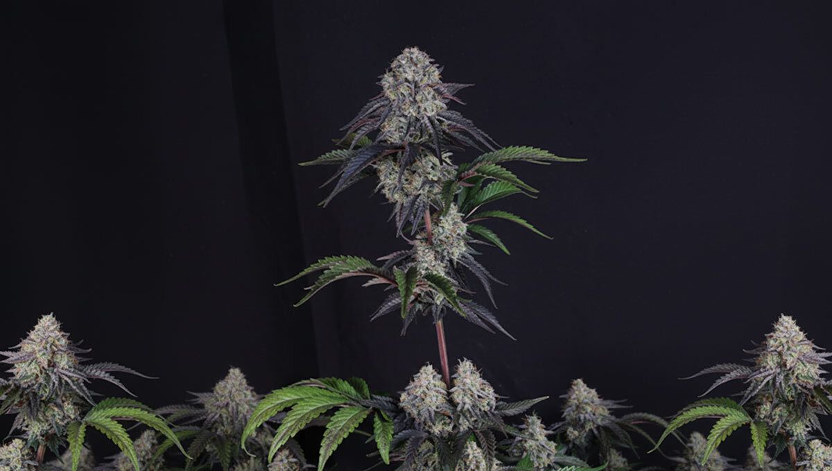 sundae