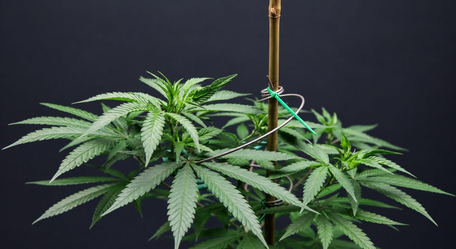 How to control stretching of plants plants: what happens when plants stretch?
