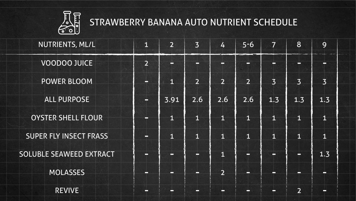Strawberry Banana Auto cannabis strain: feeding chart for the vegetative and flowering stages