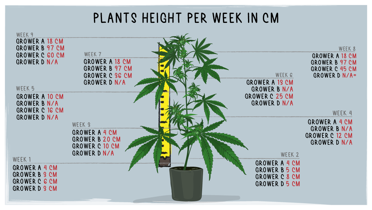 Forbidden Runtz Auto Plants Seed Week-by-Week Guide: Height progress, weeks 1-9