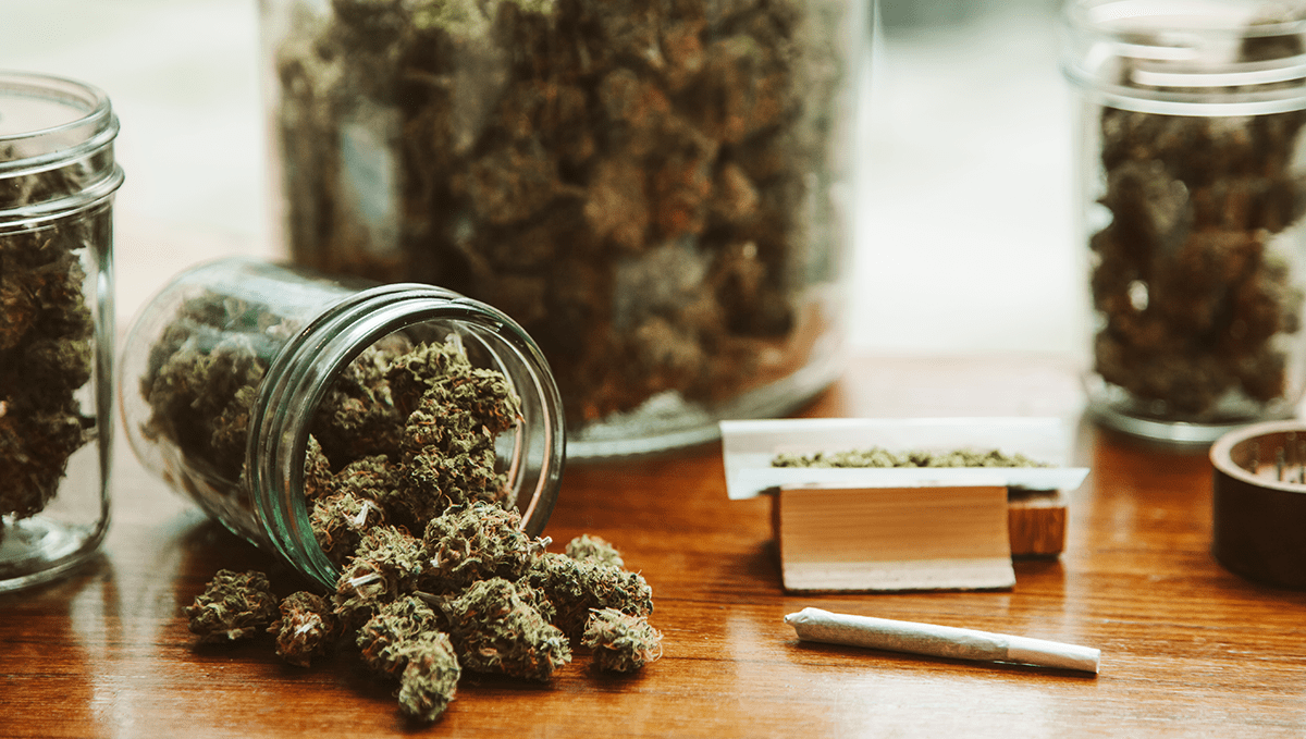 Cómo cultivar semillas de cannabis autoflorecientes al aire libre: Consejos adicionales para el éxito