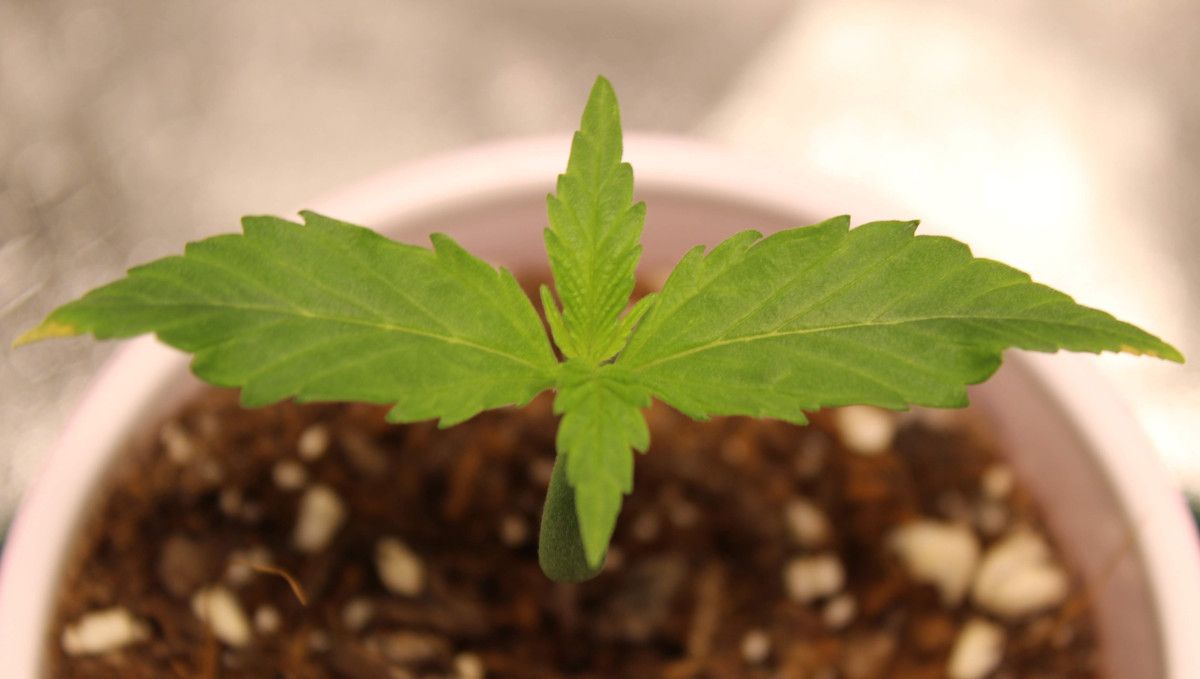 Forbidden Runtz Auto 대마 스트레인 주차별 가이드: 노란 끝의 밝은 초록 오토플라워 유묘, 솔로컵