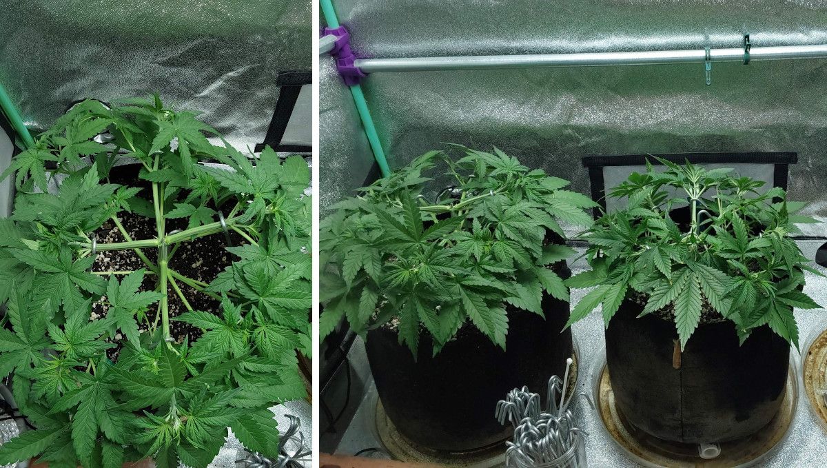 Blue Dream Auto ช่วงต้นโต | สัปดาห์ 3-4