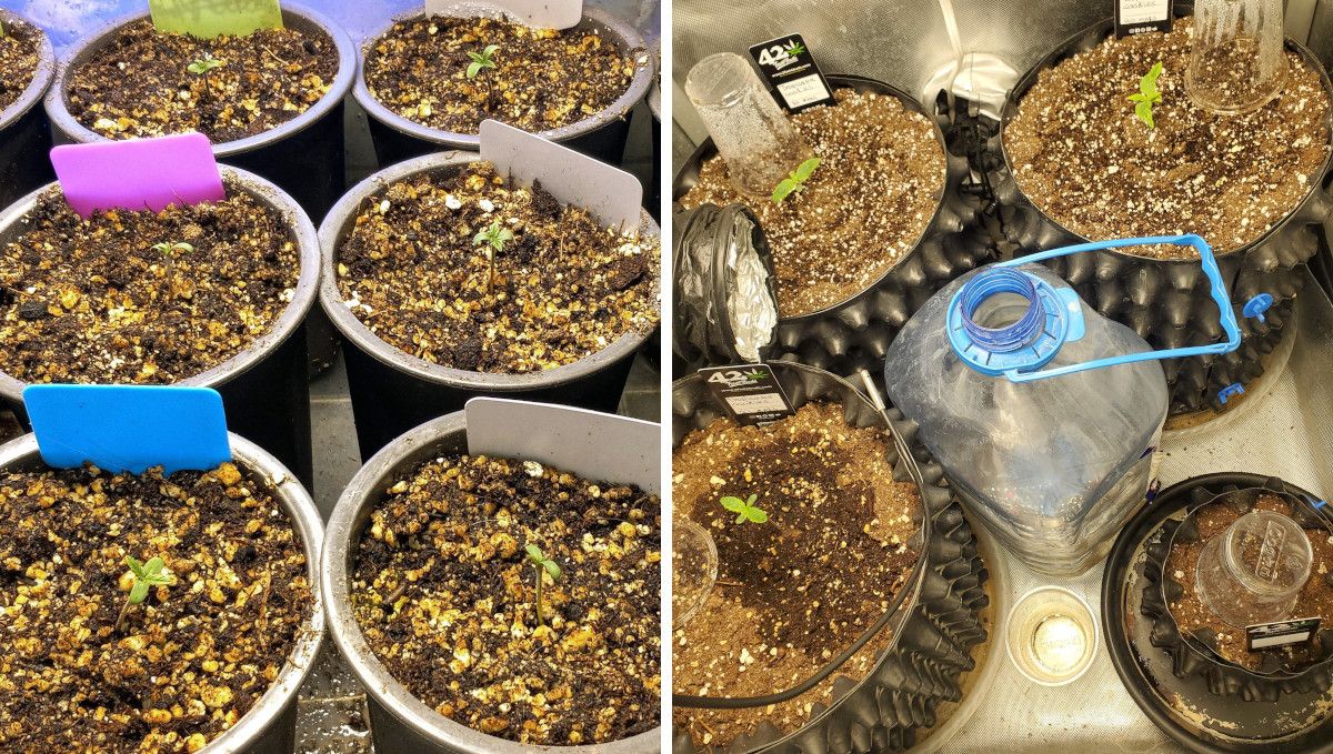 GG4 Sherbet FF cannabis strain: germination and seedling stage | week 1 | seedlings in plastic cups vs those growing in air pots