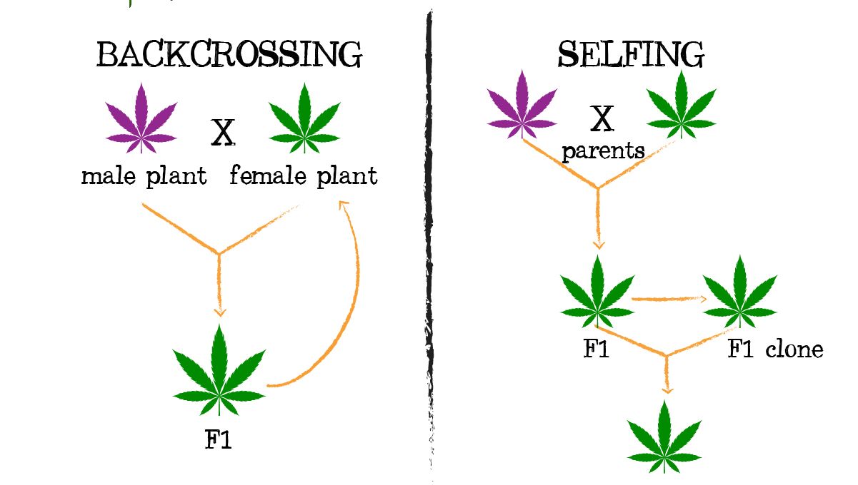 Plants breeding: backcrossing and selfing