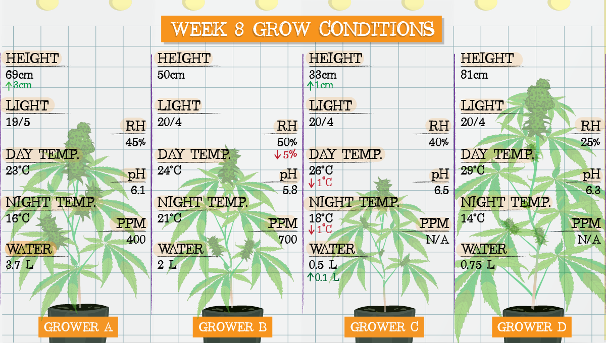 Strawberry Pie Auto Plants Seed Week-by-Week Guide: Week 8 grow conditions
