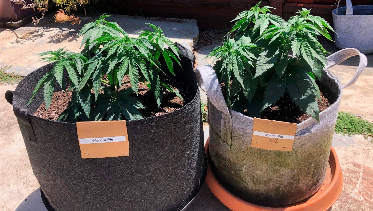 Arten von Behältern für auto Samen: Smart Pots