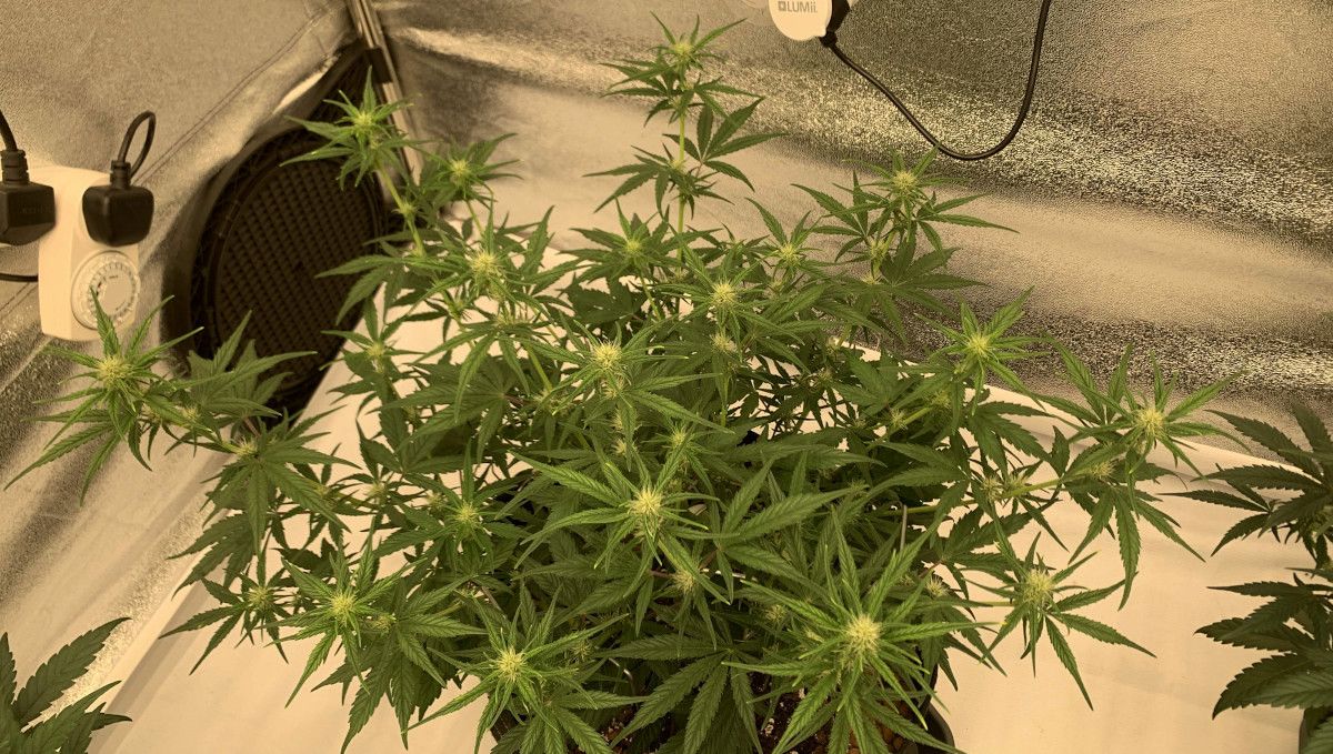 Banana Purple Punch Auto भांग स्ट्रेन: प्रारंभिक फ्लावर | सप्ताह 6-7 | बड्स और शाखाओं वाली पौधा