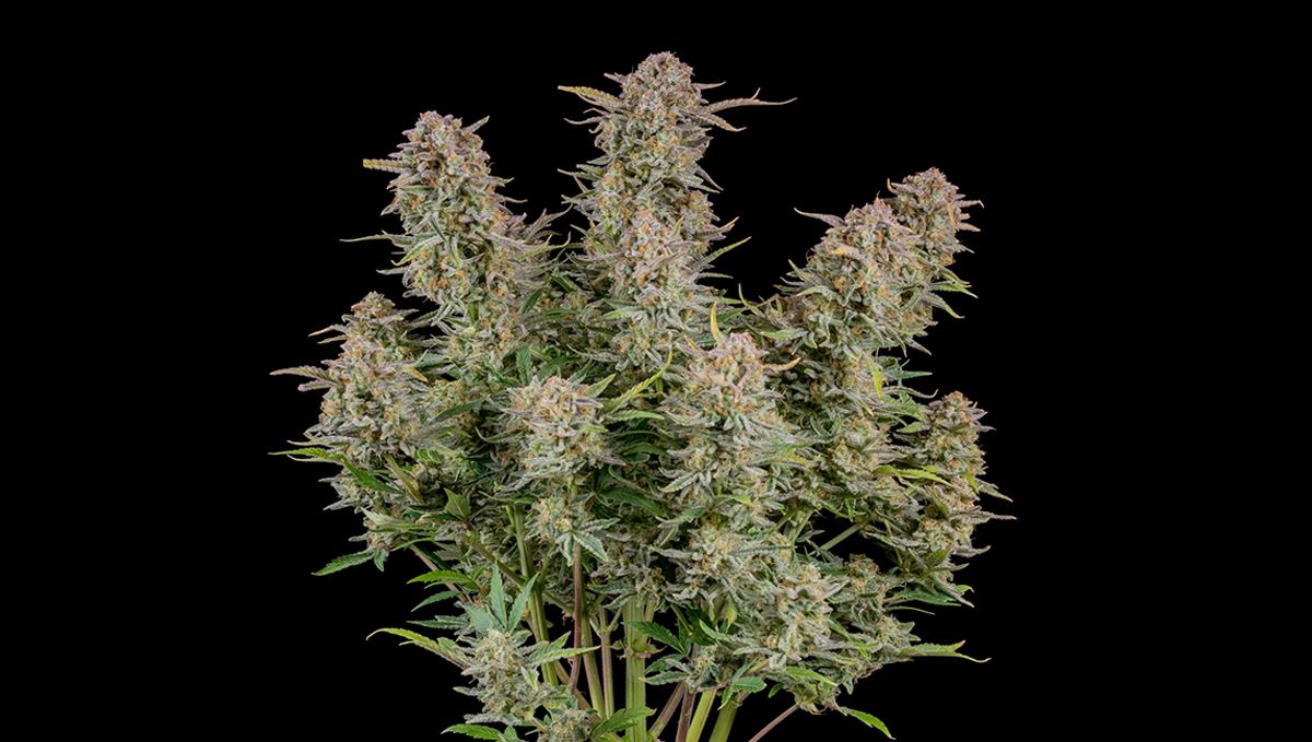 The top 5 best sativa autoflower strains: Bruce Banner Auto