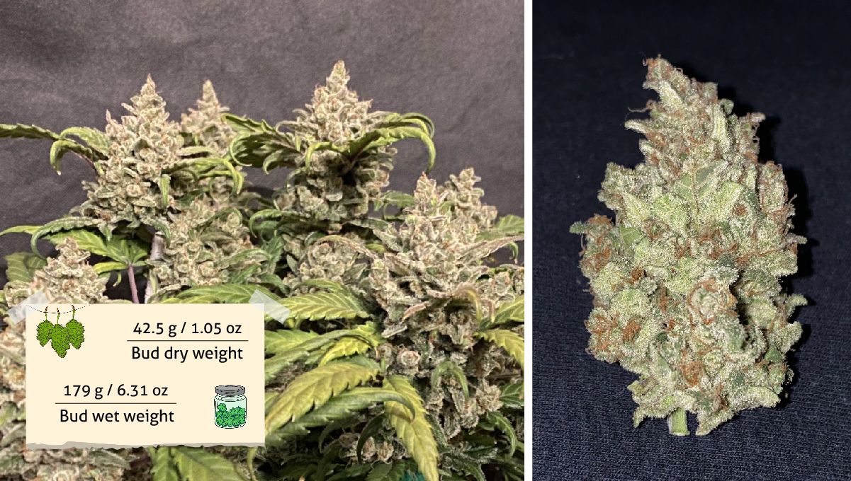 Gelato Auto Cannabis Strain Week-by-Week Guide: Grower B's outcome - A mature cannabis bush and a dried and cured bud