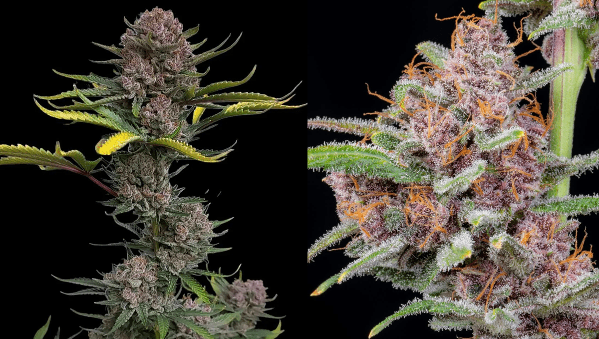 The top 5 fastest autos: gorilla punch