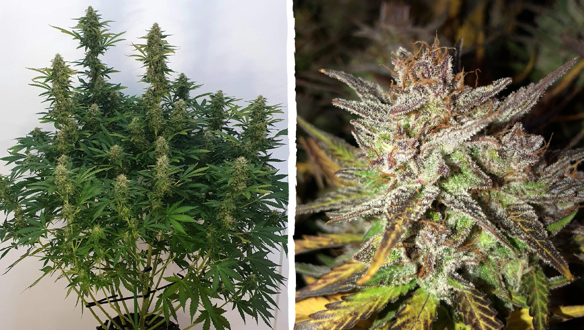 Blueberry auto week-by-week guide: flowering stage week 3