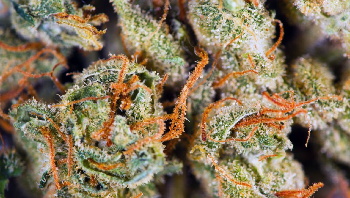 How Long Do Autoflowers Take From Seed To Harvest?: when to harvest