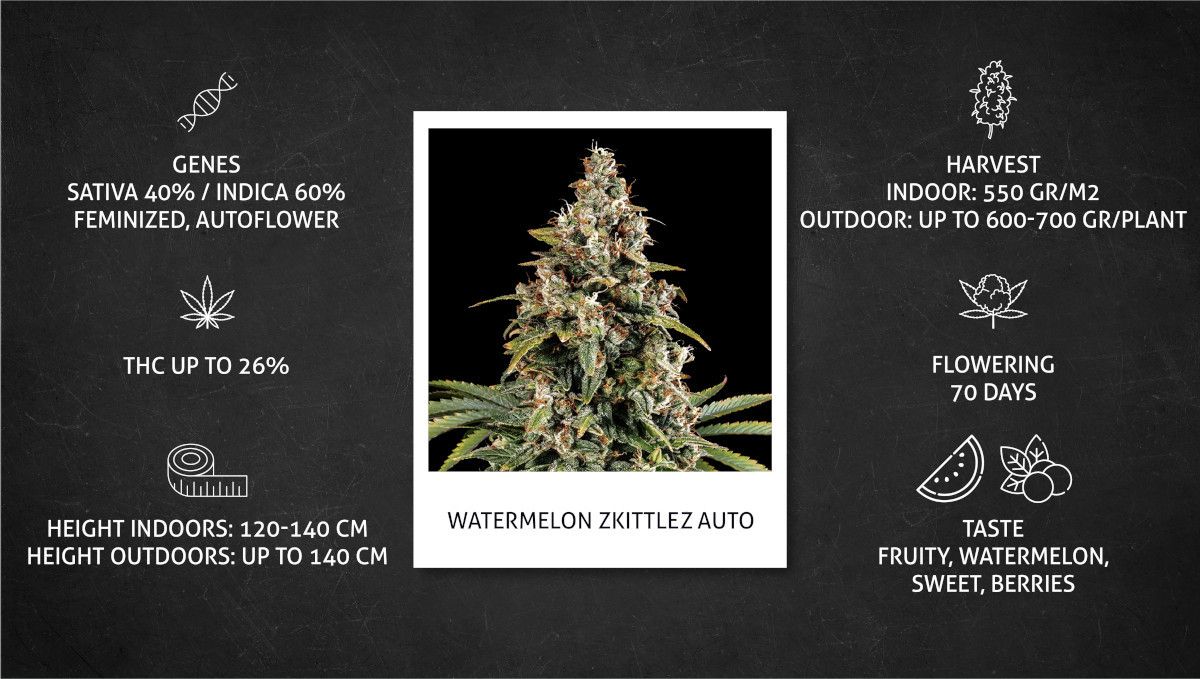 Watermelon Z Auto カンナビス品種: スペック表