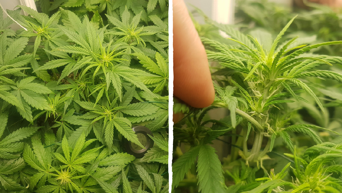 Bruce banner auto cannabis strain: transition (pre-flower) | week 5