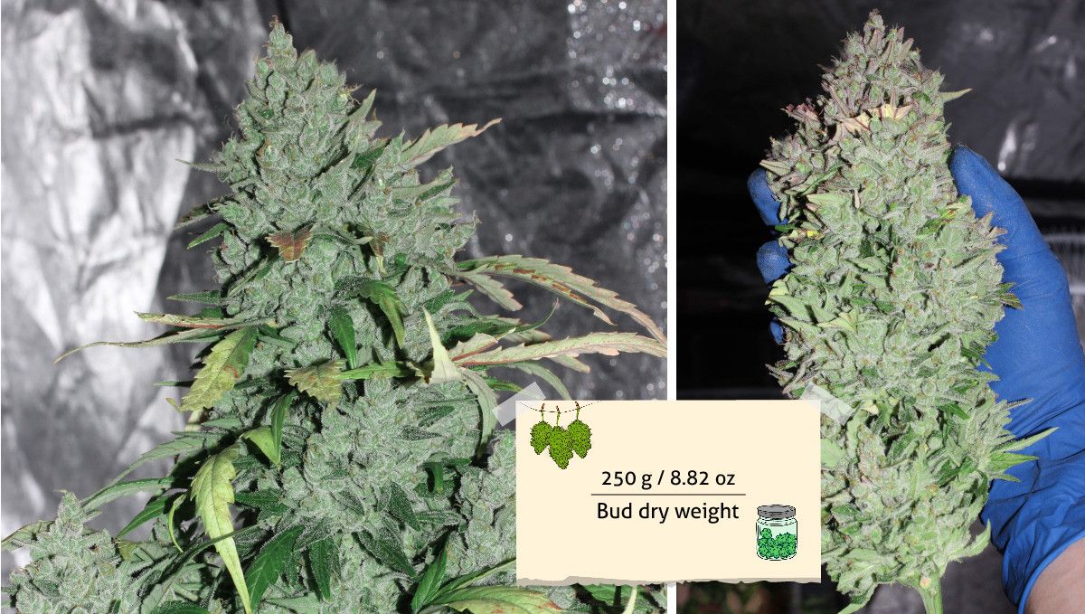Mexican Airlines Auto cannabis strain: yield | a huge central bud on a plant that's ready to be chopped and the same bud in the grower's gloved hand 