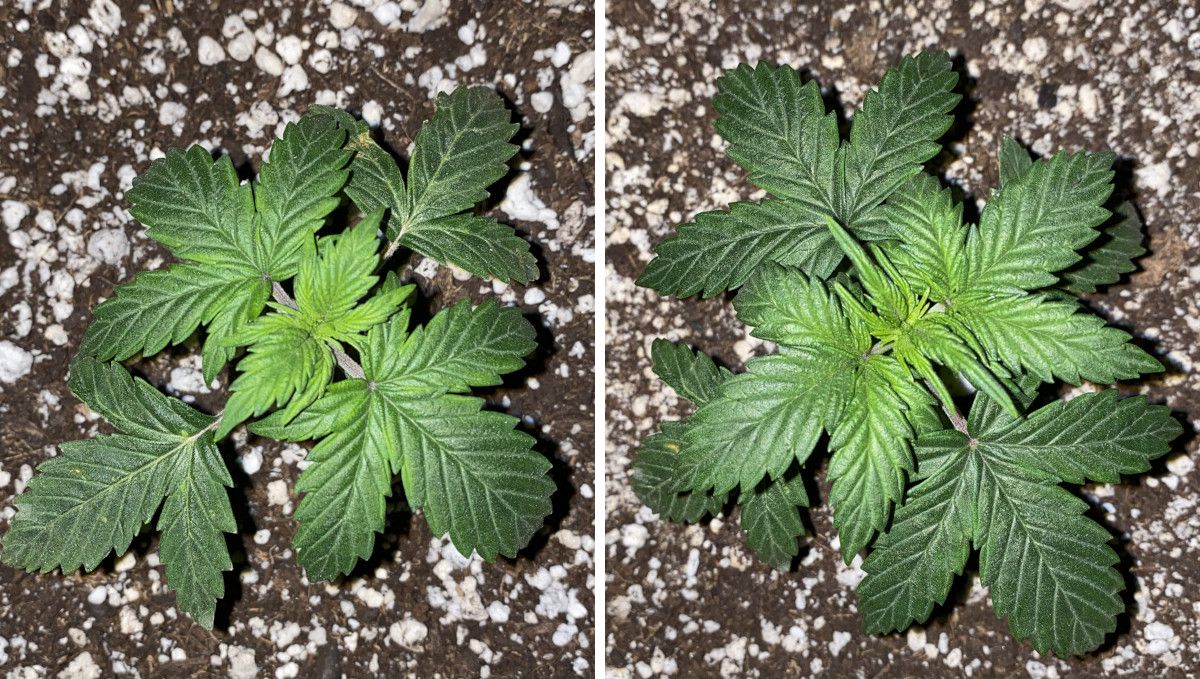 Skunk Auto Cannabis Strain Week-by-Week Guide: A small indoor marijuana plant with slightly clawing leaves of a deep green color