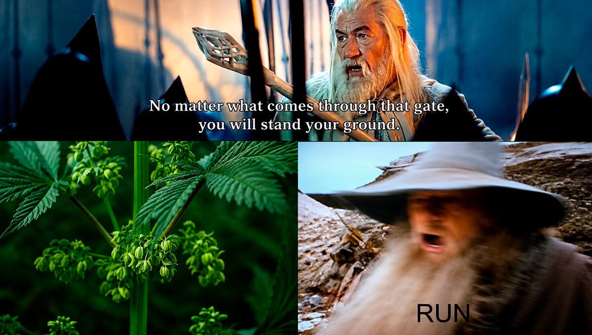 Fast Buds und Der Herr der Ringe
