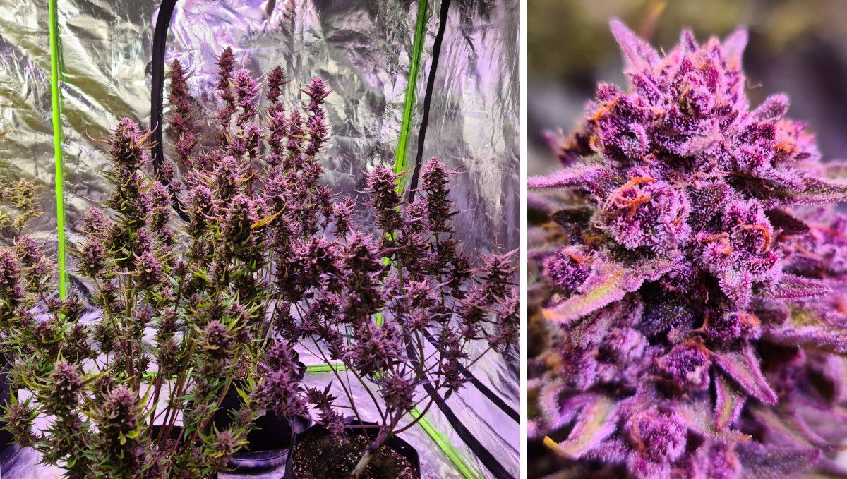 Gorilla Punch Auto 大麻品种：成熟与收获 | 第10周 | 紫色自动花、叶片褪色、树脂饱满花苞特写