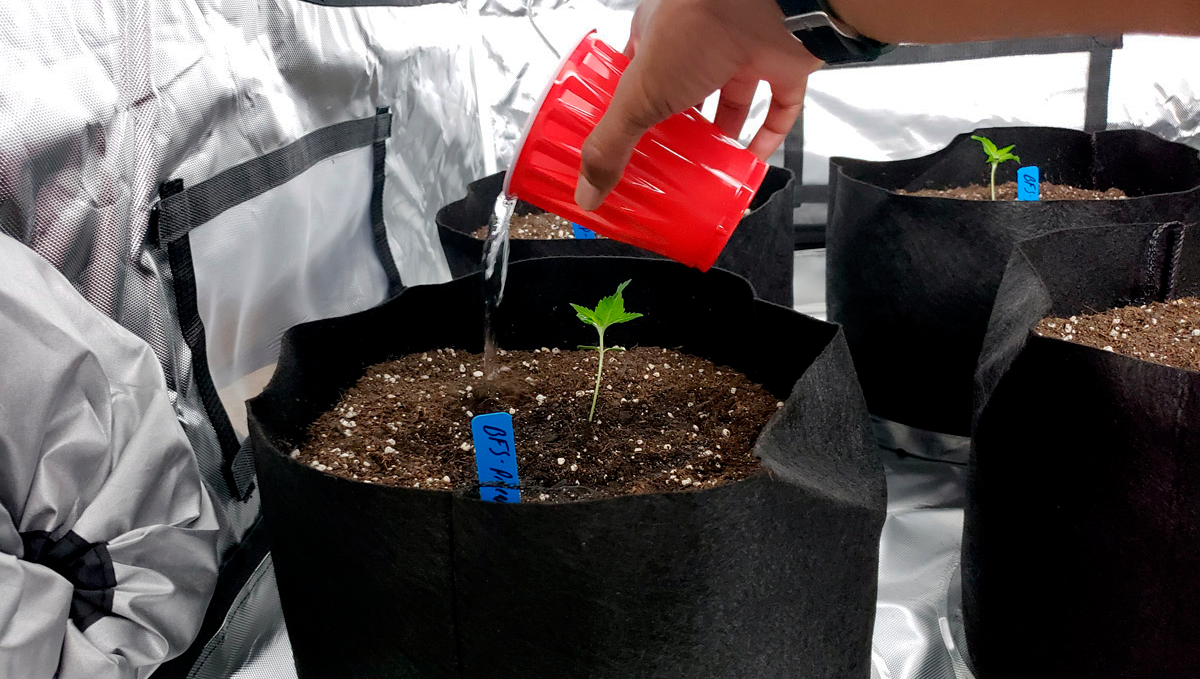 The top 5 best ways to increase your autoflower cannabis yield: nutrition