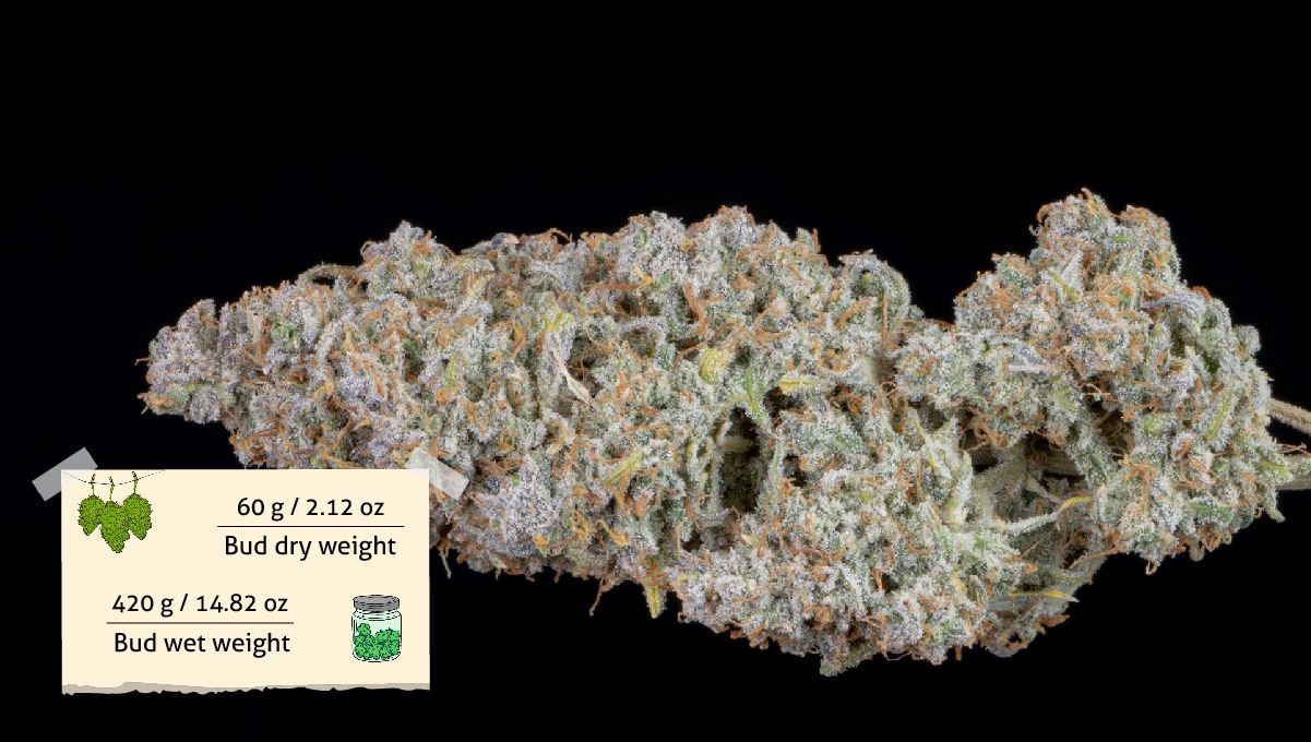 Hawkbo Harvest