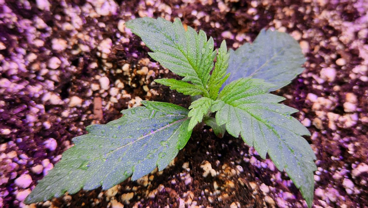 Ein junges Strawberry Gorilla Auto-S&auml;mling in der fr&uuml;hen Wachstumsphase, Woche 2, bespr&uuml;ht zur Pflege. &copy;CannaTrope