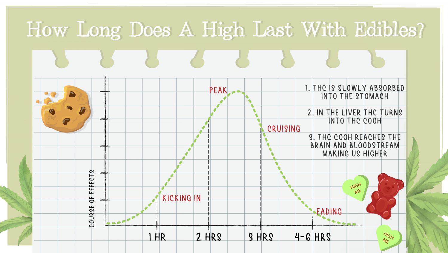How Long Does a Weed High Last & What are the Effects of Cannabis: An infographic showing the timeline of cannabis effects when it's consumed as edibles