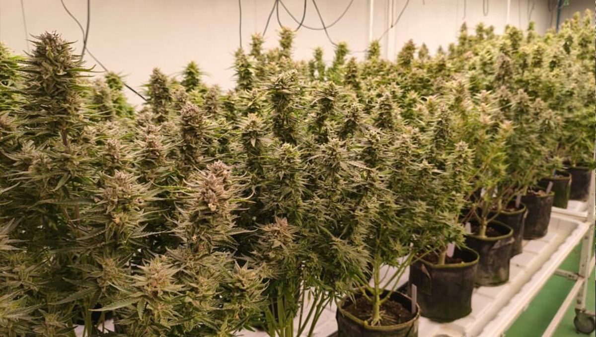 Breeding Strawberry Banana Auto.