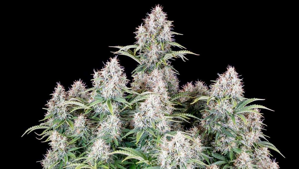 Top 10 seeds to grow outdoors: Cinderella Auto