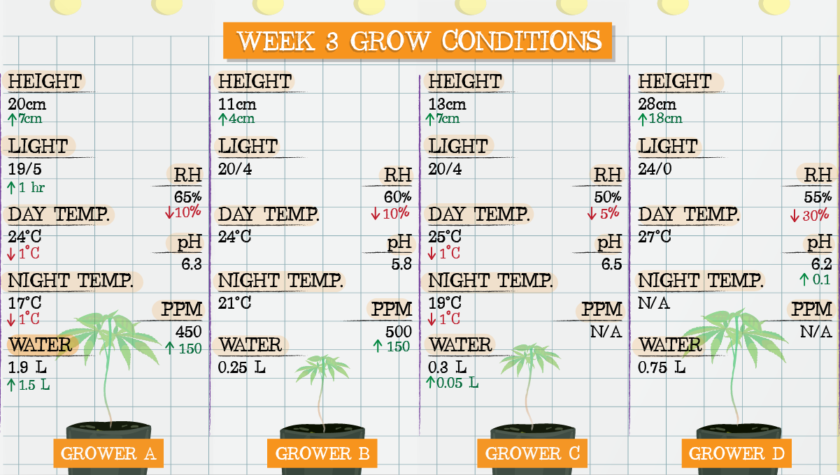 Strawberry Pie Auto Plants Seed Week-by-Week Guide: Week 3 grow conditions