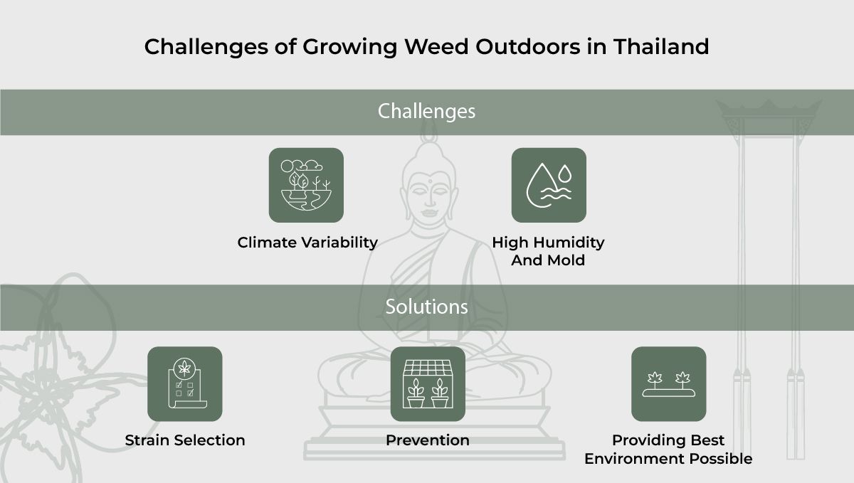 Challenges of growing plants Outdoors in Thailand.