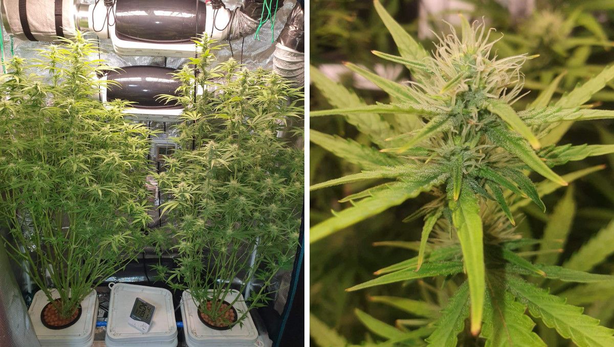 Pineapple Express Auto cannabis-variant: tidlig blomstring | uke 6-7 | to stretchy og buskete auto i DWC og nærbilde av buds