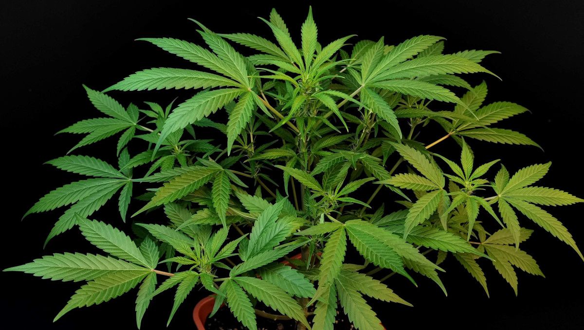 Tropicana Cookies Auto 대마 스트레인: 중기 생장기 | 3-4주차 | 무트레이닝 실내 오토플라워